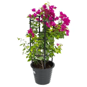 bougainvillea plant